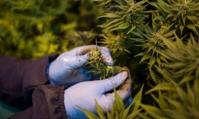 Medizinisches Cannabis in Ruanda