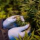 Medizinisches Cannabis in Ruanda