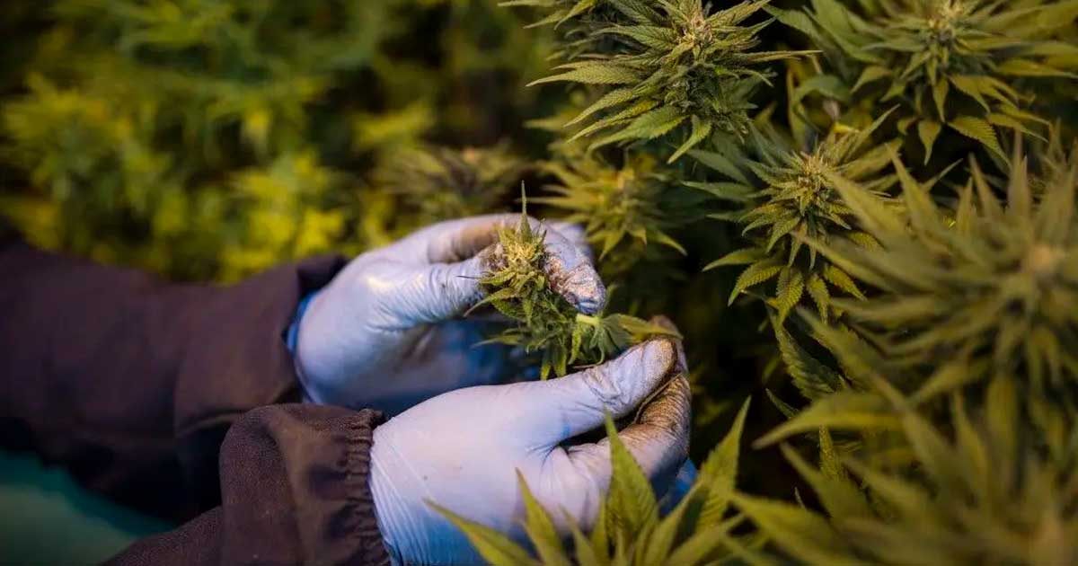Medizinisches Cannabis in Ruanda