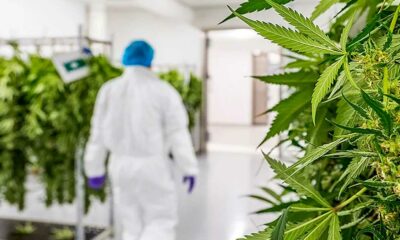 Finanzielle Schwierigkeiten bei Bedrocan