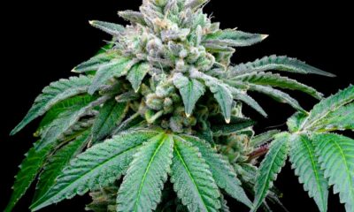 Laut einer Studie verstärkt CBD die Wirkung von THC
