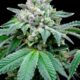 Laut einer Studie verstärkt CBD die Wirkung von THC