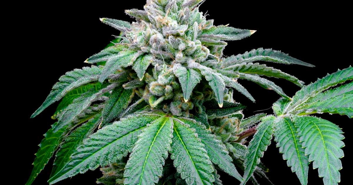 Laut einer Studie verstärkt CBD die Wirkung von THC