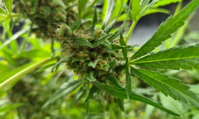 Produktion von medizinischem Cannabis in Südkorea