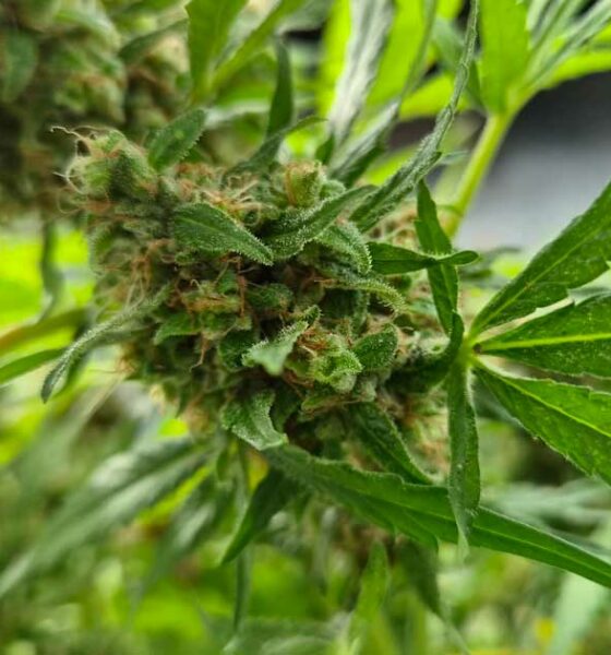 Produktion von medizinischem Cannabis in Südkorea