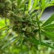 Produktion von medizinischem Cannabis in Südkorea