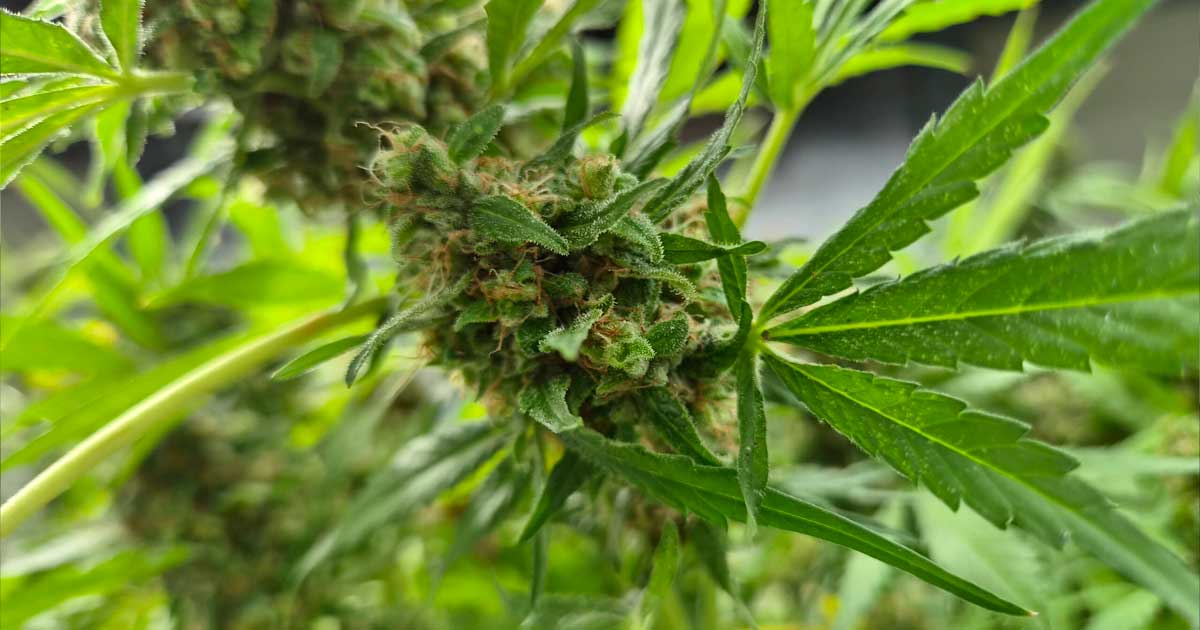 Produktion von medizinischem Cannabis in Südkorea