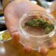 Abgabe von Cannabis in Apotheken in der Schweiz