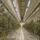 Bericht über legales Cannabis in den Niederlanden