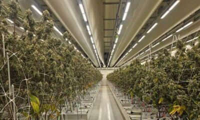 Bericht über legales Cannabis in den Niederlanden