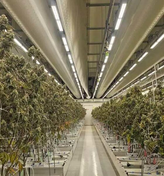 Bericht über legales Cannabis in den Niederlanden