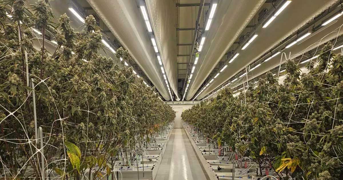 Bericht über legales Cannabis in den Niederlanden