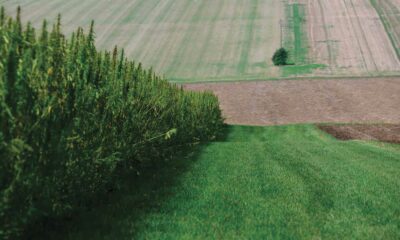 Export von Industriehanf aus Frankreich