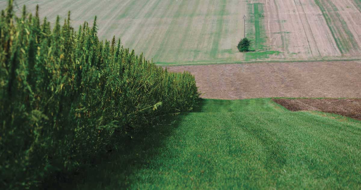 Export von Industriehanf aus Frankreich