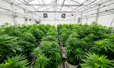 Ein Labor für medizinisches Cannabis in Costa Rica