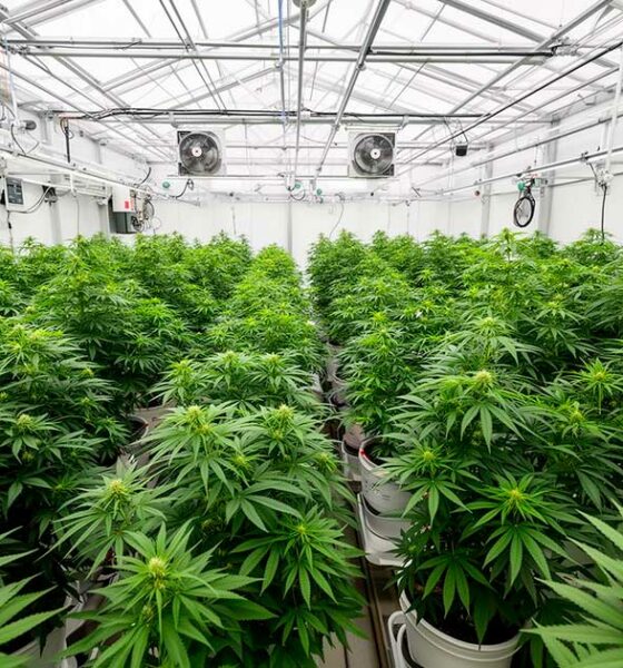Ein Labor für medizinisches Cannabis in Costa Rica