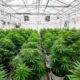 Ein Labor für medizinisches Cannabis in Costa Rica