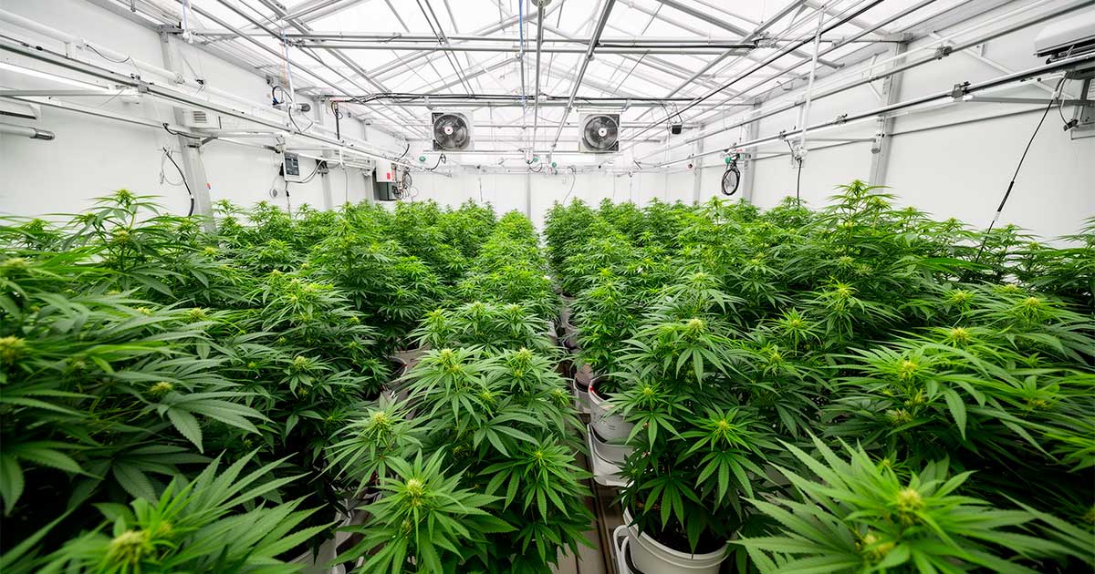 Ein Labor für medizinisches Cannabis in Costa Rica