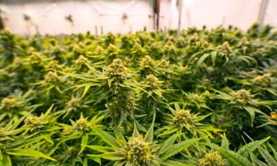 Länder, die medizinisches Cannabis vor Frankreich legalisiert haben