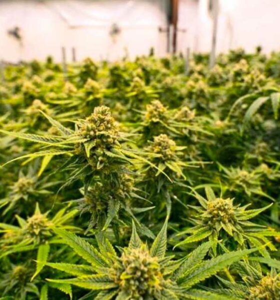 Länder, die medizinisches Cannabis vor Frankreich legalisiert haben