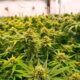 Länder, die medizinisches Cannabis vor Frankreich legalisiert haben