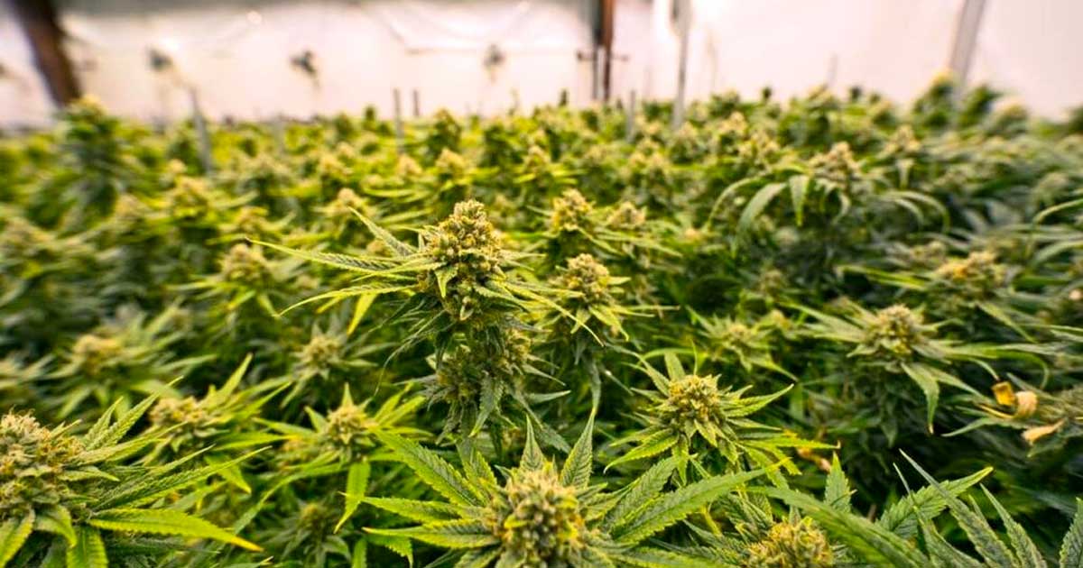 Länder, die medizinisches Cannabis vor Frankreich legalisiert haben