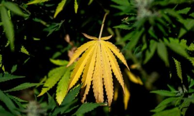 LFI-Programm zum Thema Cannabis