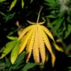 LFI-Programm zum Thema Cannabis