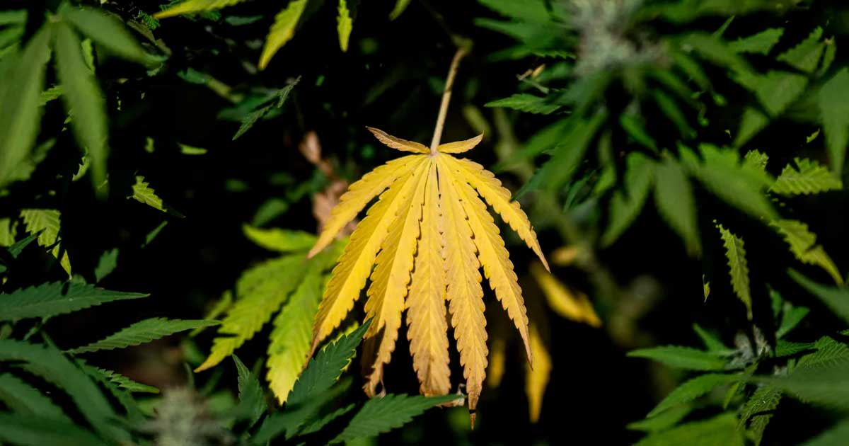 LFI-Programm zum Thema Cannabis