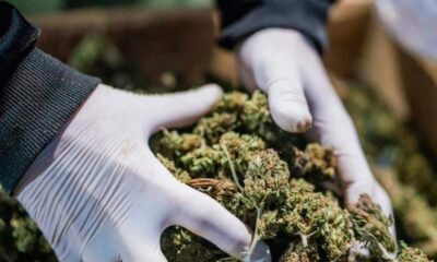 Vorschriften zu medizinischem Cannabis in Albanien