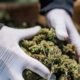 Vorschriften zu medizinischem Cannabis in Albanien
