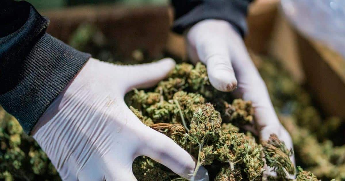 Vorschriften zu medizinischem Cannabis in Albanien
