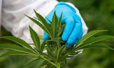 Änderungsantrag der Grünen zum Thema medizinisches Cannabis