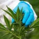 Änderungsantrag der Grünen zum Thema medizinisches Cannabis
