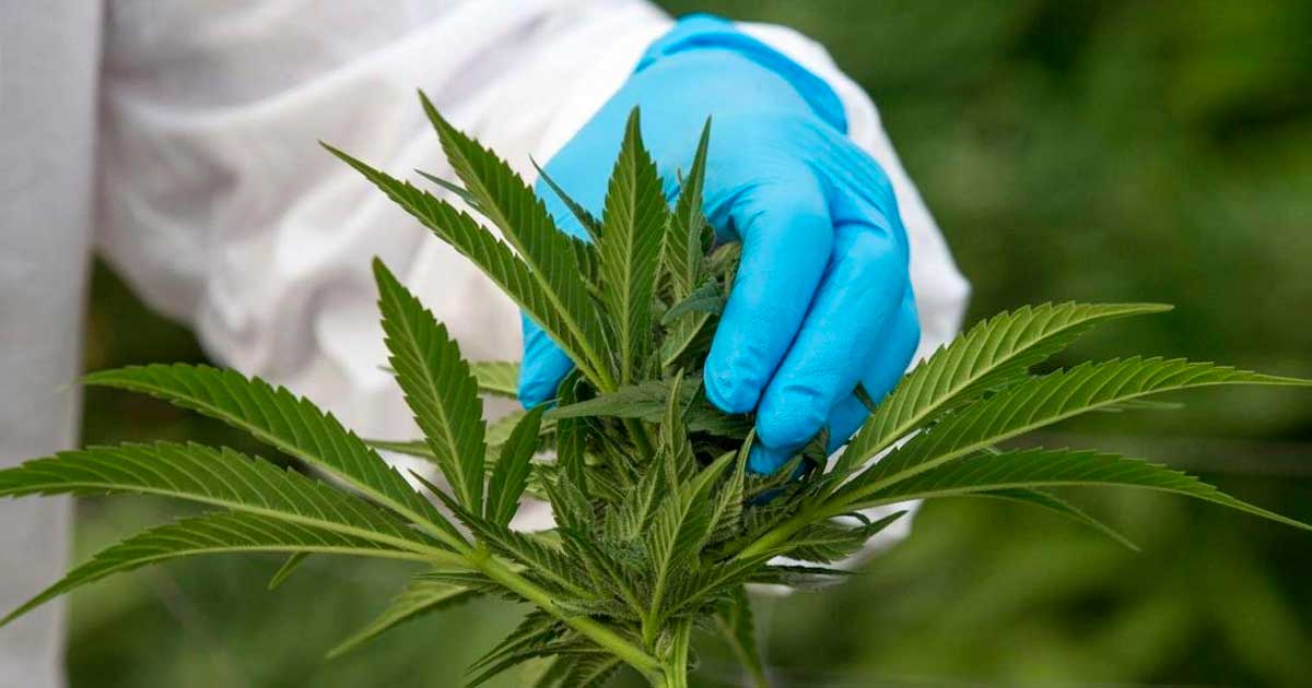 Änderungsantrag der Grünen zum Thema medizinisches Cannabis
