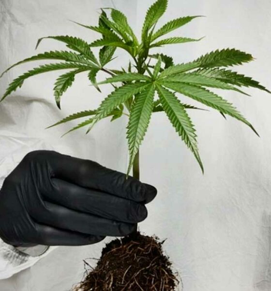 Durch Cannabis verursachte Herzinfarkte und Schlaganfälle