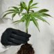 Durch Cannabis verursachte Herzinfarkte und Schlaganfälle
