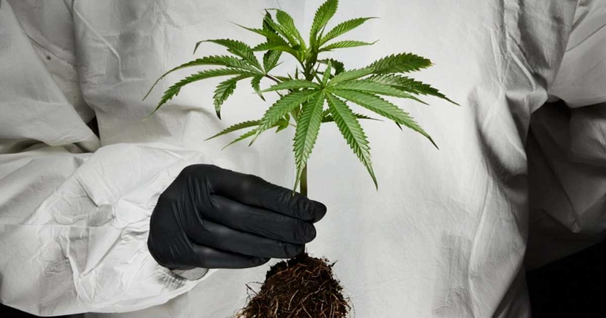 Durch Cannabis verursachte Herzinfarkte und Schlaganfälle