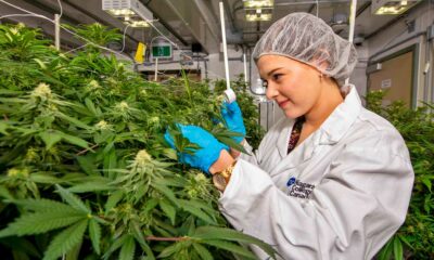 Fünftgrößter kommerzieller Cannabisanbau in Kanada