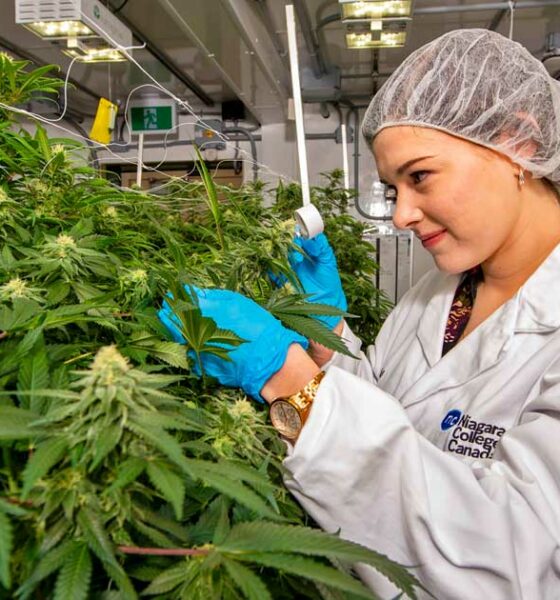 Fünftgrößter kommerzieller Cannabisanbau in Kanada
