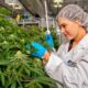 Fünftgrößter kommerzieller Cannabisanbau in Kanada