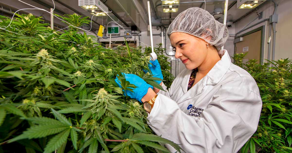 Fünftgrößter kommerzieller Cannabisanbau in Kanada