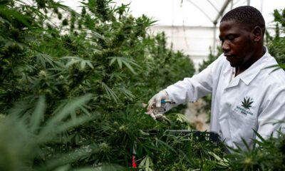 Medizinisches Cannabis in Uganda