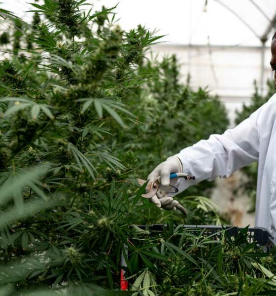 Medizinisches Cannabis in Uganda