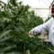 Medizinisches Cannabis in Uganda