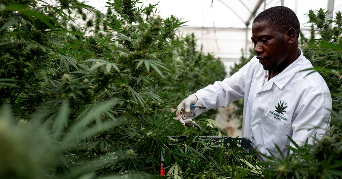 Medizinisches Cannabis in Uganda