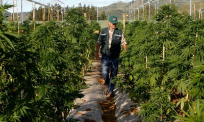 Gesetz über medizinisches Cannabis in Chubut (Argentinien)