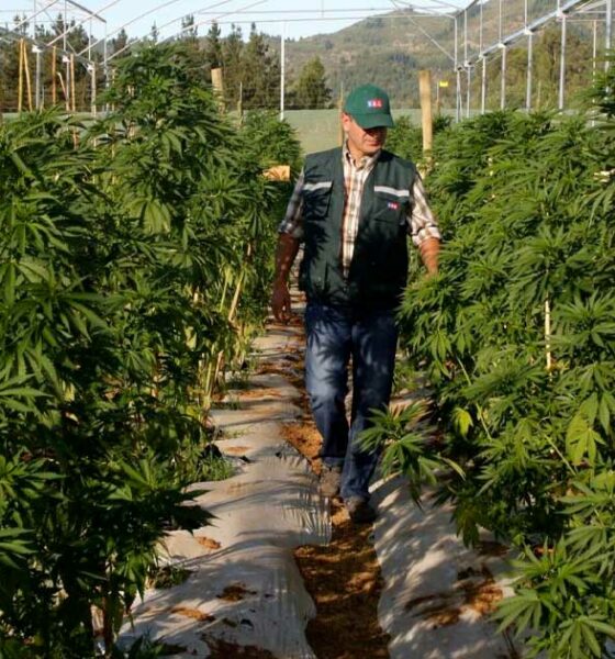 Gesetz über medizinisches Cannabis in Chubut (Argentinien)