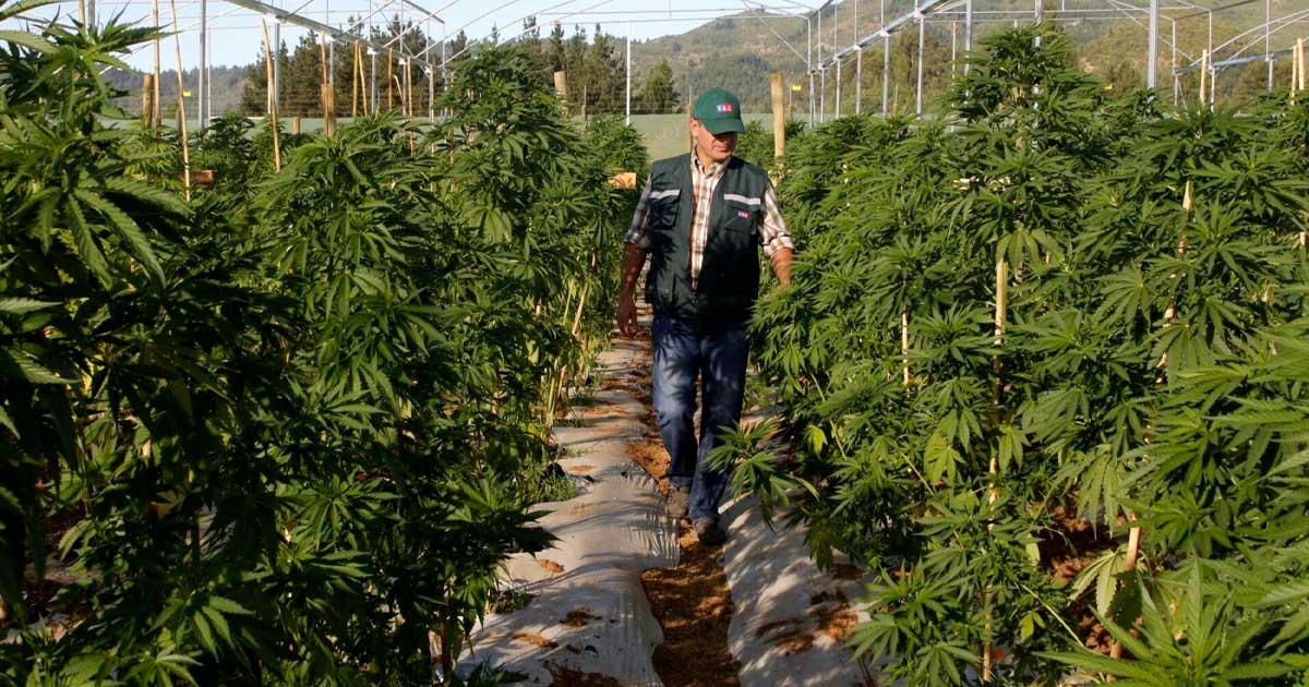 Gesetz über medizinisches Cannabis in Chubut (Argentinien)