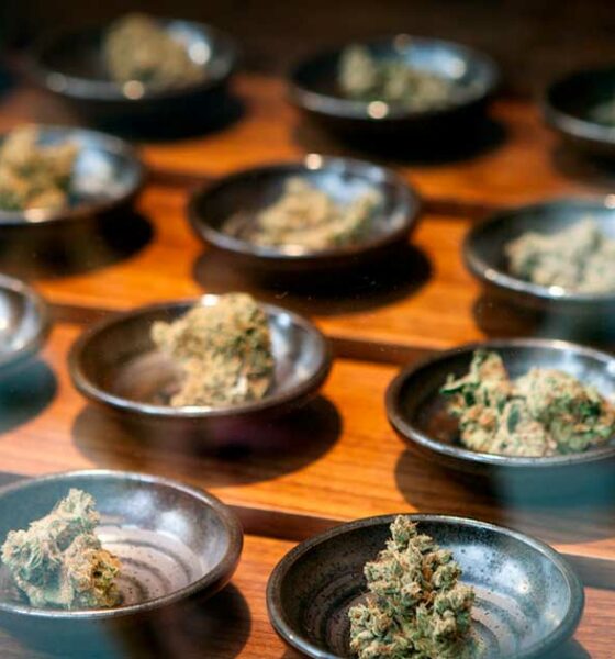 Unternehmen im Bereich medizinisches Cannabis in den USA